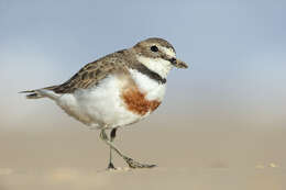 Charadrius Linnaeus 1758 resmi