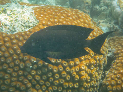 Image of Black-barred Surgeonfish