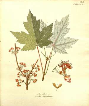 Image of Red Maple