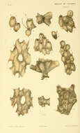 Image de Celleporoidea Johnston 1838
