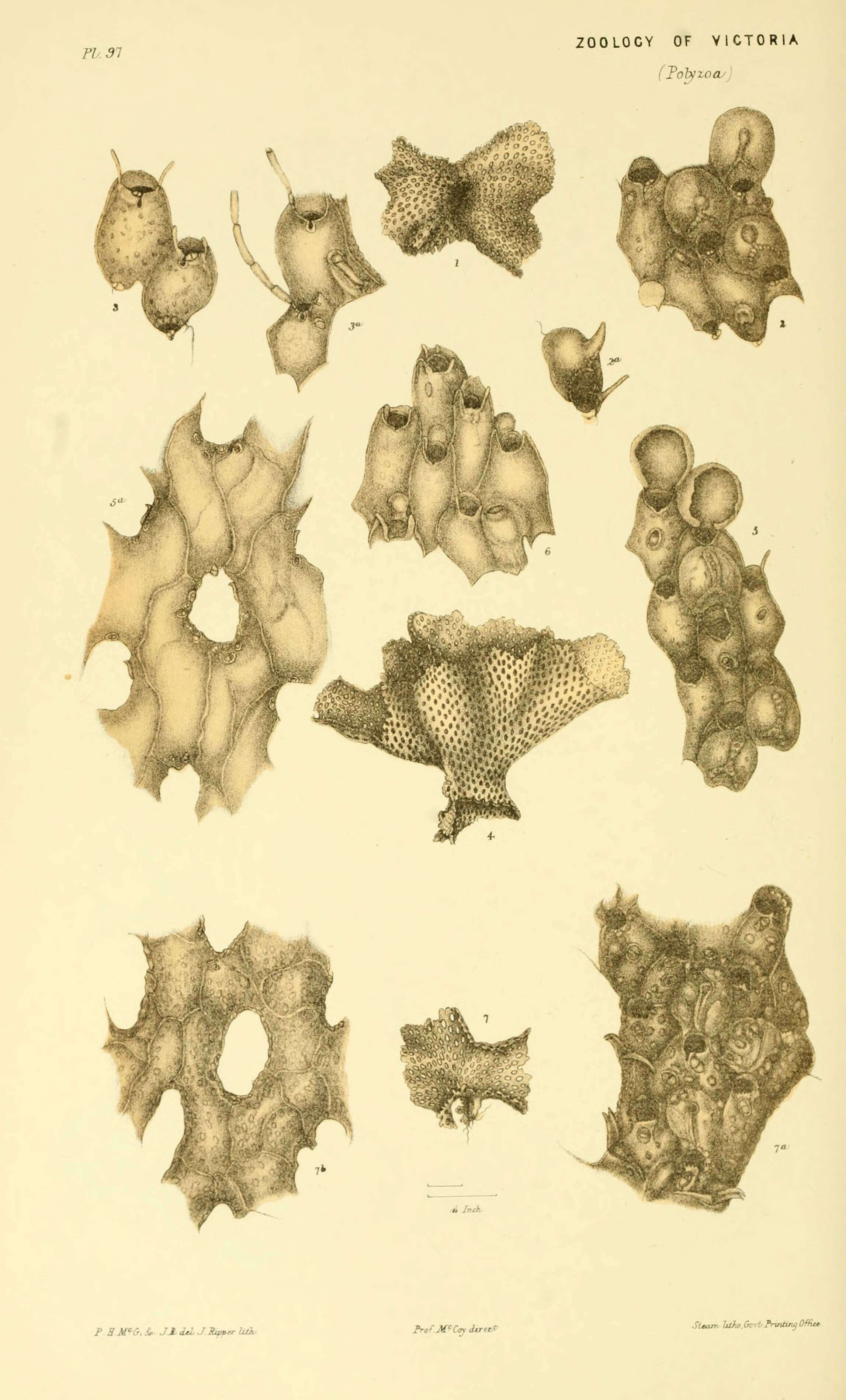 Sivun Triphyllozoon moniliferum (MacGillivray 1860) kuva