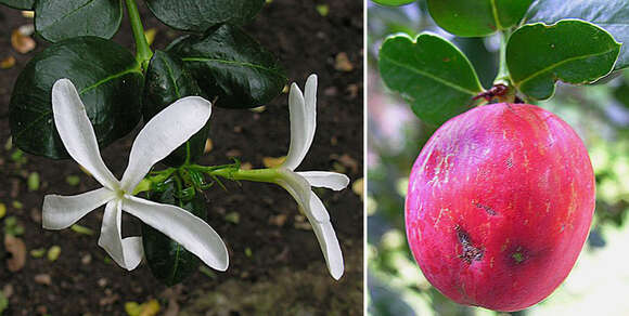 Image de Carissa macrocarpa (Eckl.) A. DC.