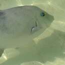 Image of ocean triggerfish