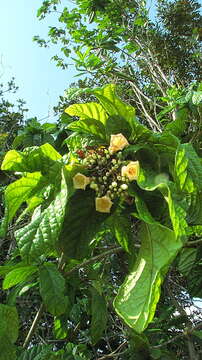 صورة Cordia pilosa M. Stapf & Taroda