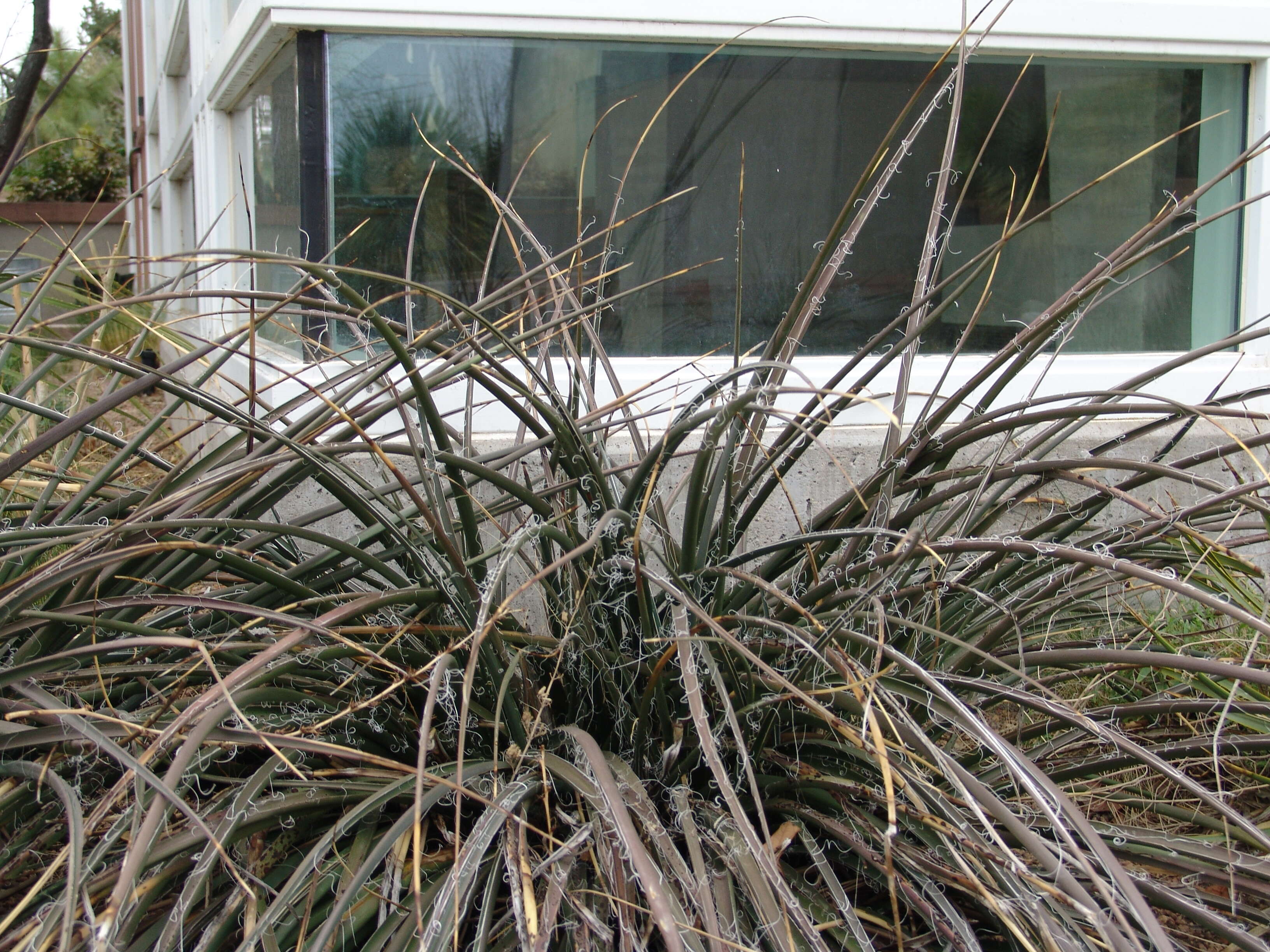 Image of false yucca