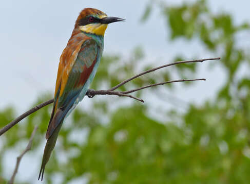 Image of bee-eater, european bee-eater