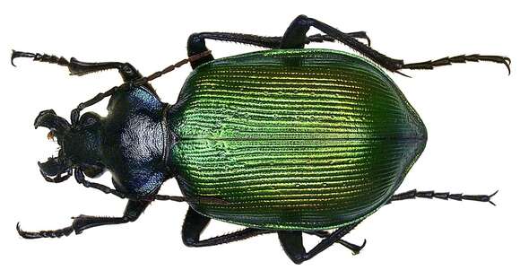 Слика од Calosoma (Calosoma) sycophanta (Linnaeus 1758)