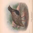 Image of Black-breasted Button-quail