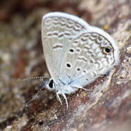 Image of Hemiargus