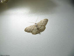 Image of Idaea