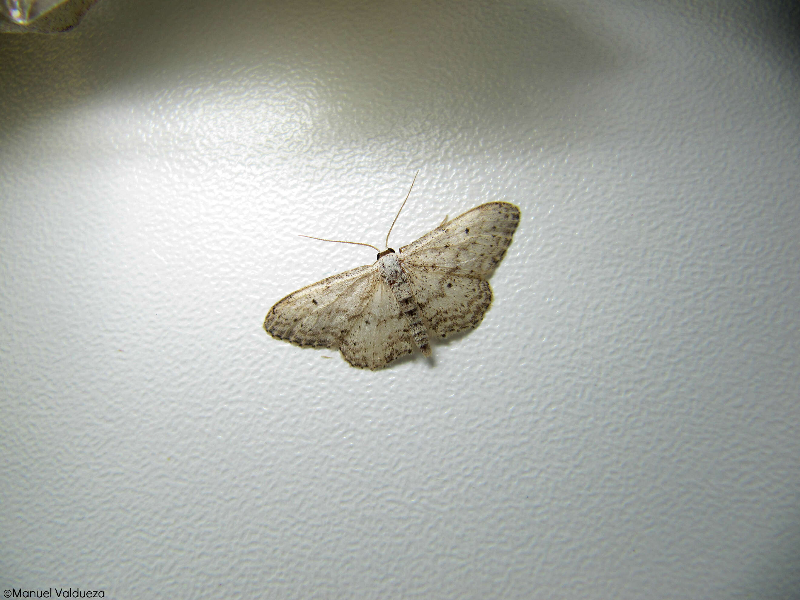 Image of Idaea