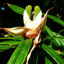 Image of Freycinetia multiflora Merr.