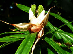 Image of Freycinetia multiflora Merr.