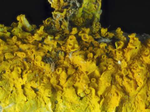 Image of orange wall lichen