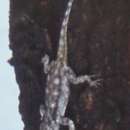 Image of Black-necked Agama
