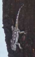 阿坎蜥屬的圖片