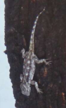 Image of Black-necked Agama