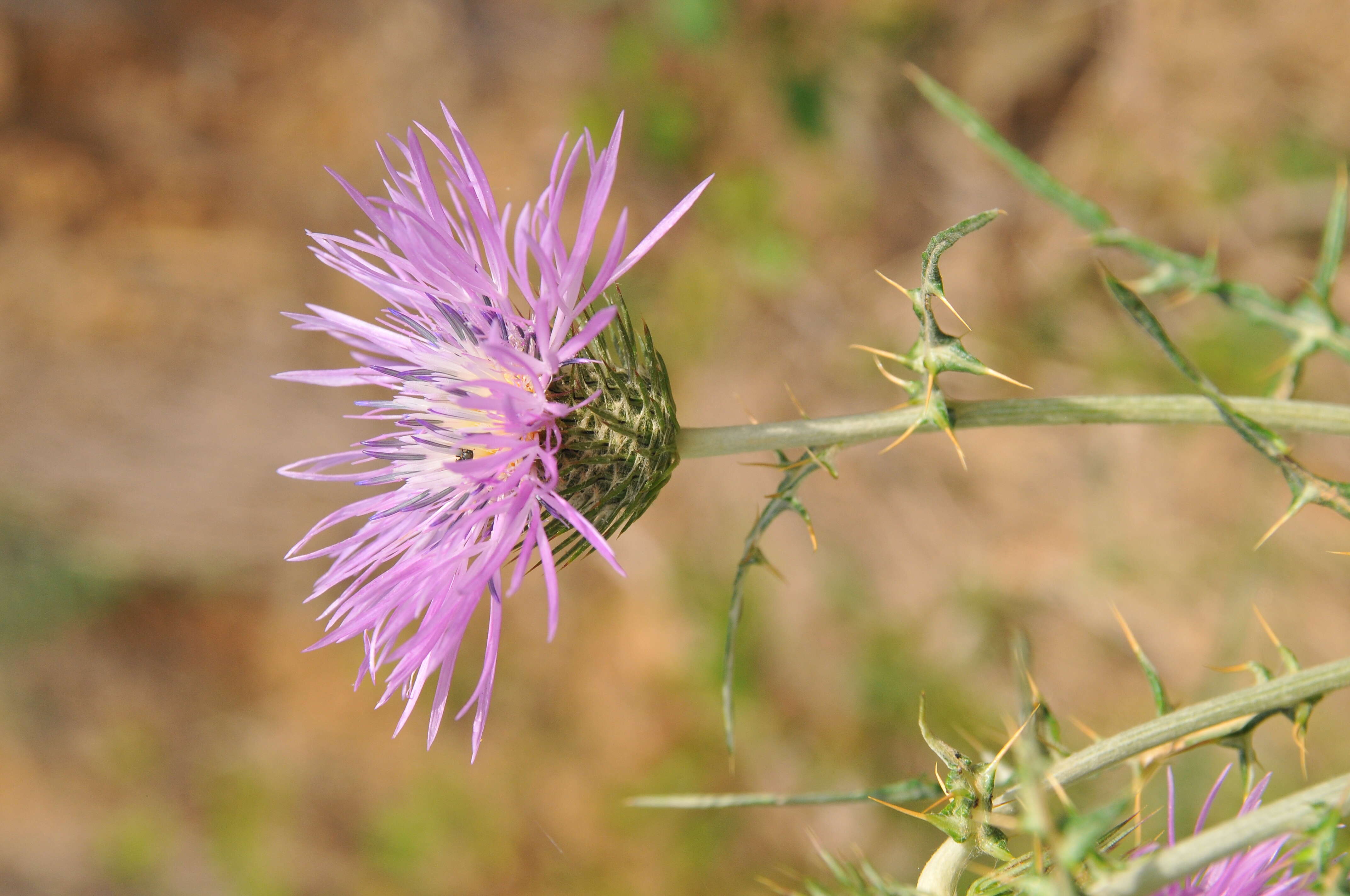 Image of Galactites