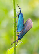 Sivun Lepidoptera kuva