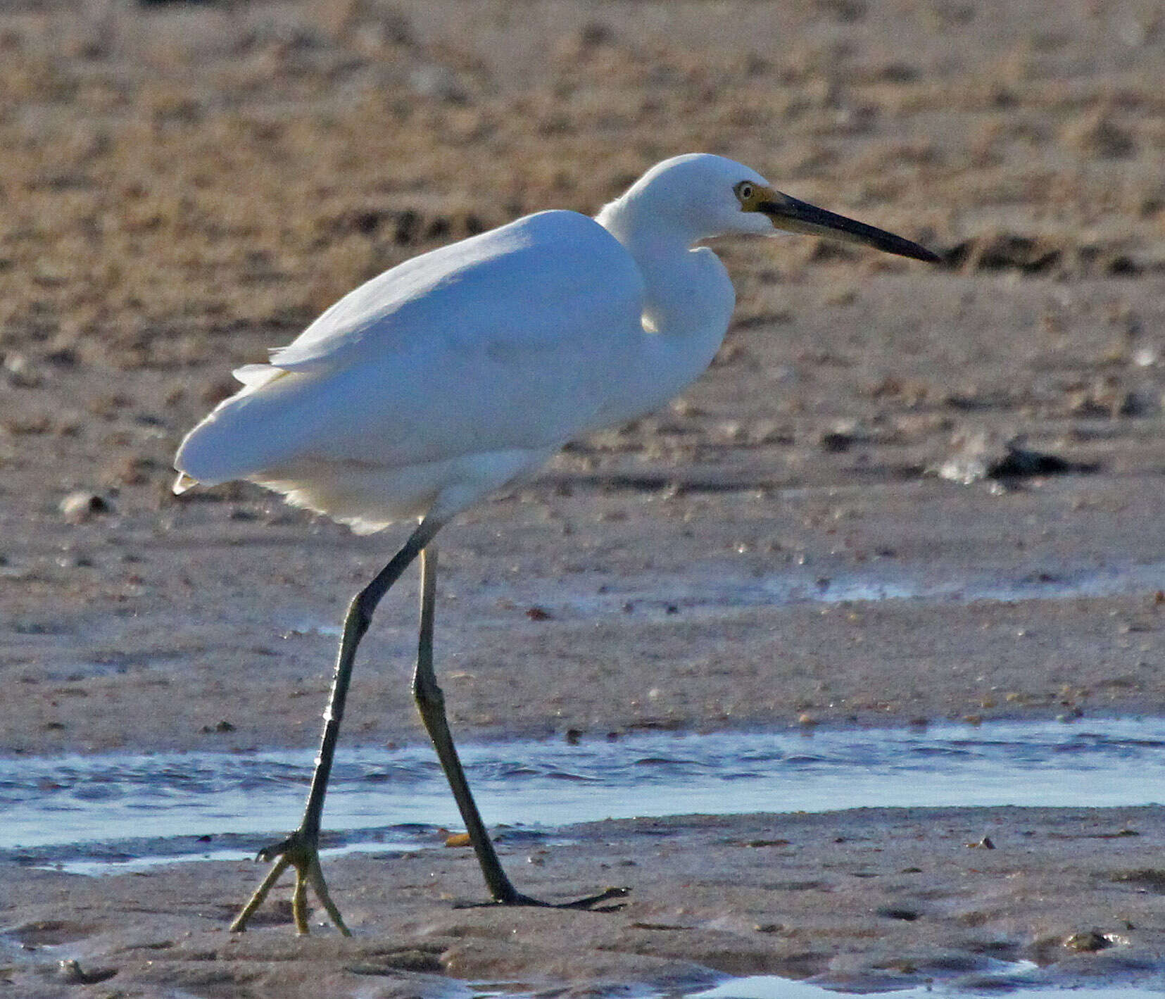 Image of Egretta Forster & T 1817