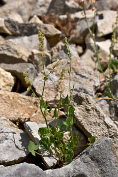 Rumex scutatus L. resmi