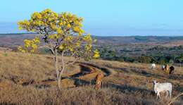 Image of Handroanthus