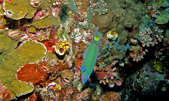 Image of Blue wrasse