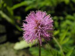 Imagem de Mimosa strigillosa Torr. & A. Gray