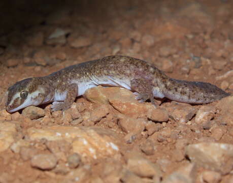 Image of Robust Striped Gecko