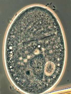 Image of Chlamydodontida