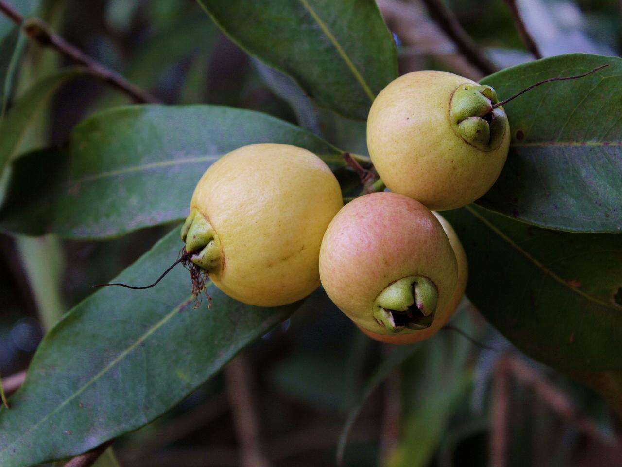 Image of Bush Cherries