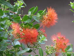 Image of lehua