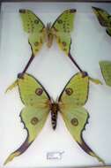 Image of comet moth