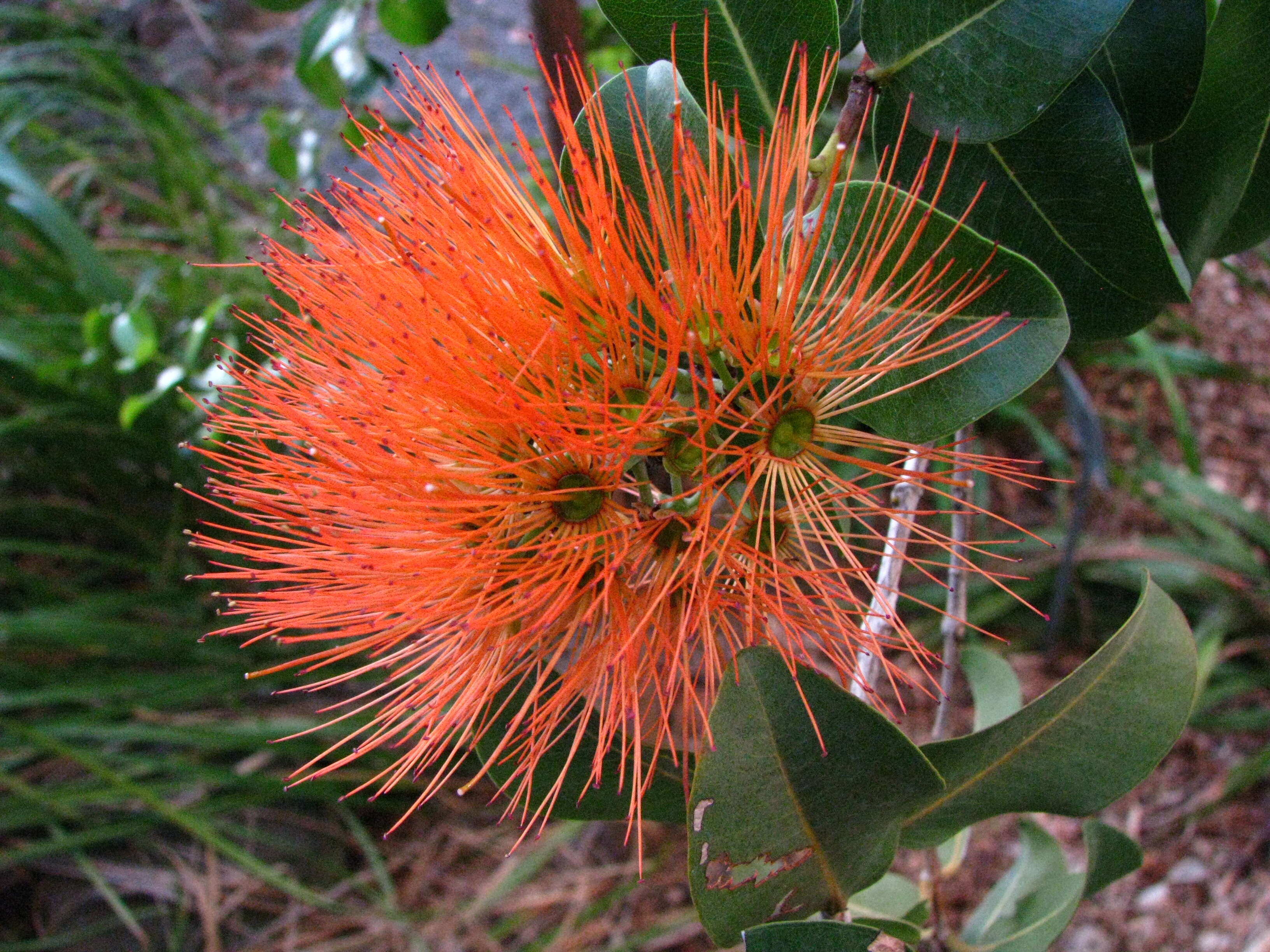 Image of lehua