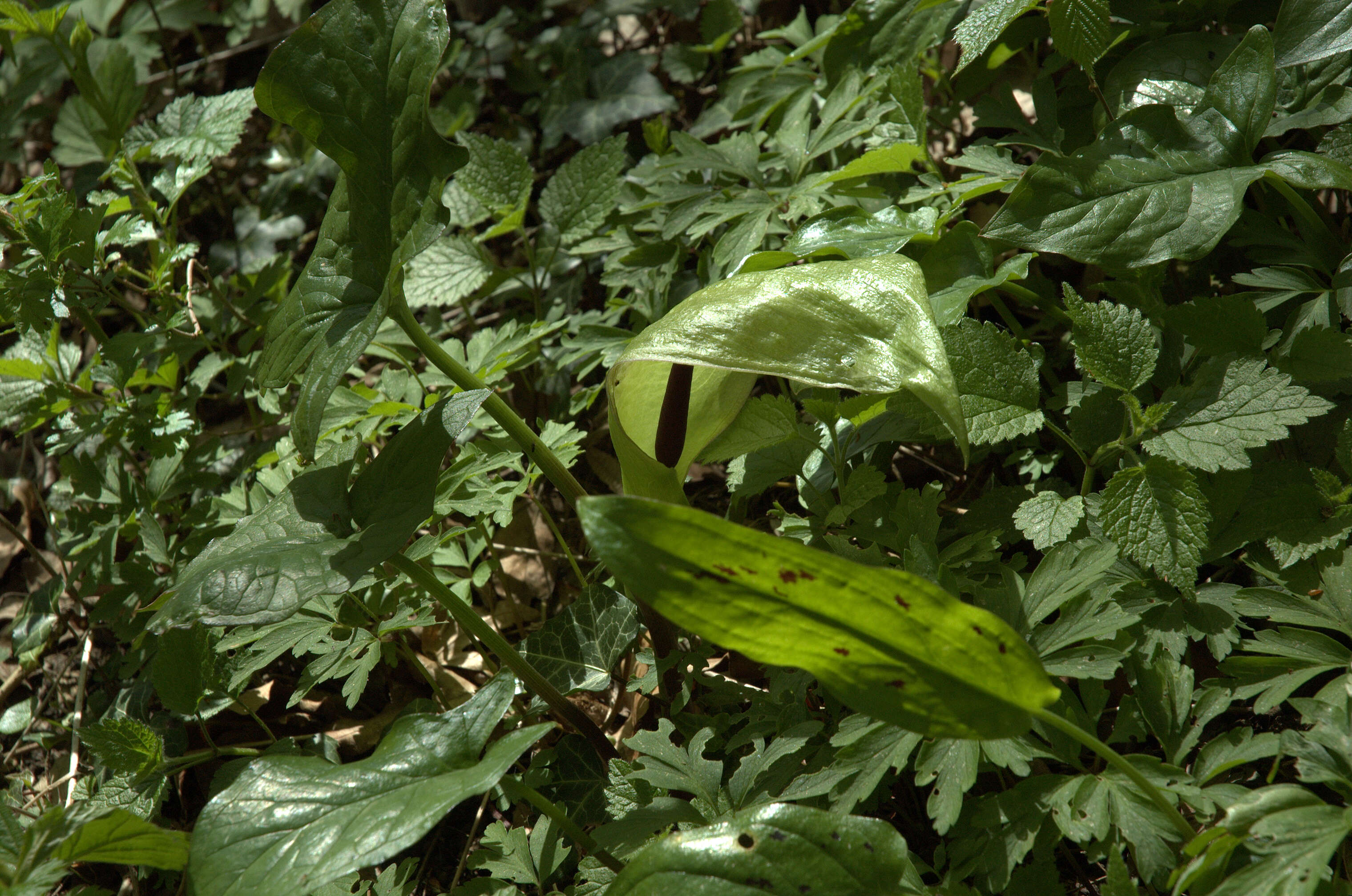 Image of Arum Lilies