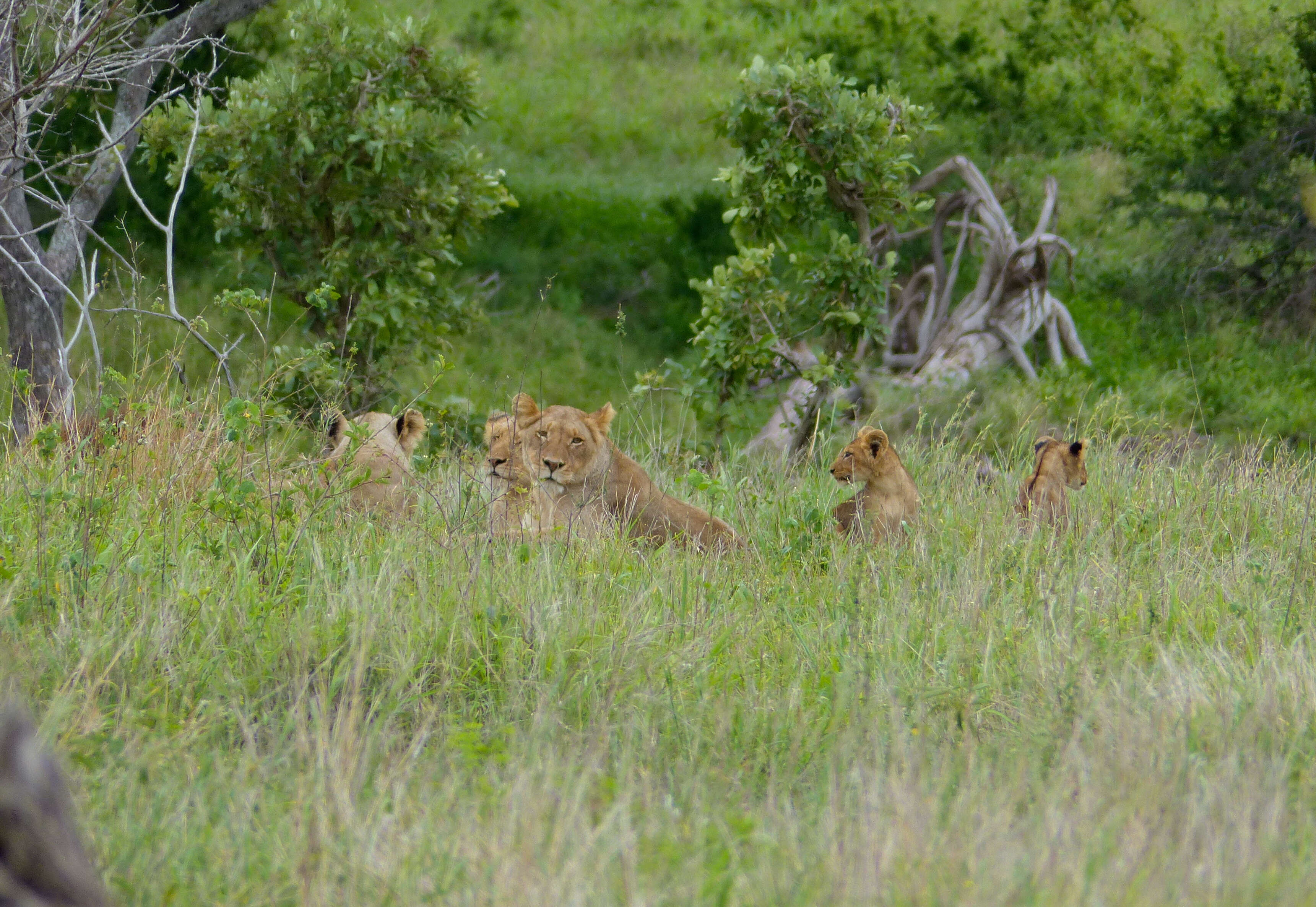 Image of big cats