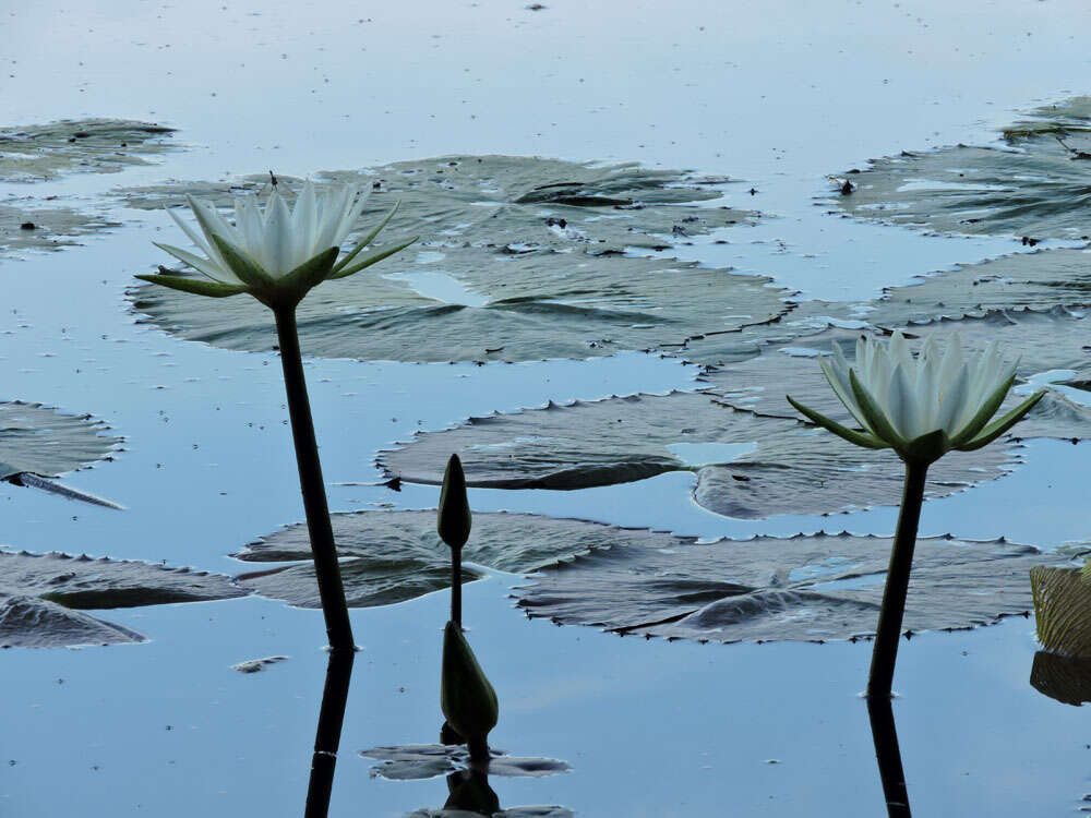 Image of waterlily