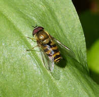 Image of Syrphus