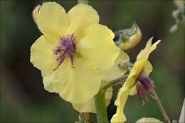 Image of moth mullein