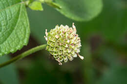 Sivun Melanthera nivea (L.) Small kuva