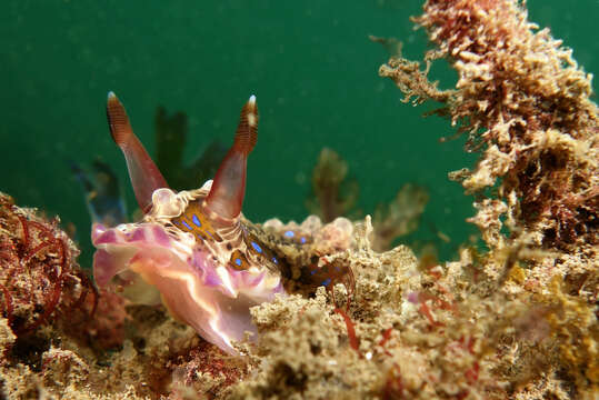 Image of Dendrodoris Ehrenberg 1831