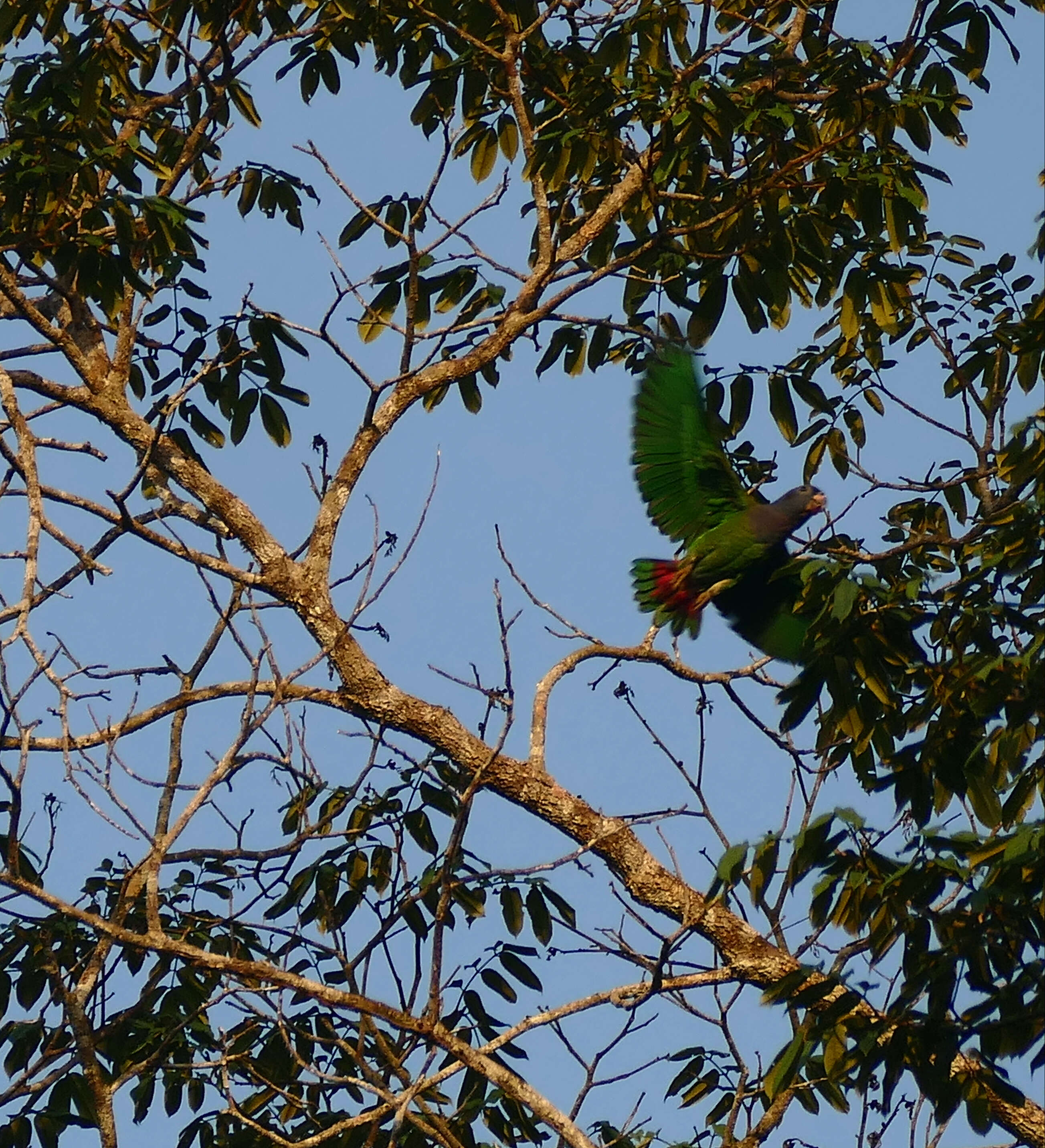 Image of Blue-headed Parrot