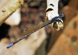 Image of Argia oculata Hagen ex Selys 1865