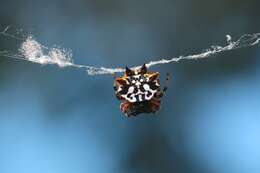 Image of Spiny orb-weavers