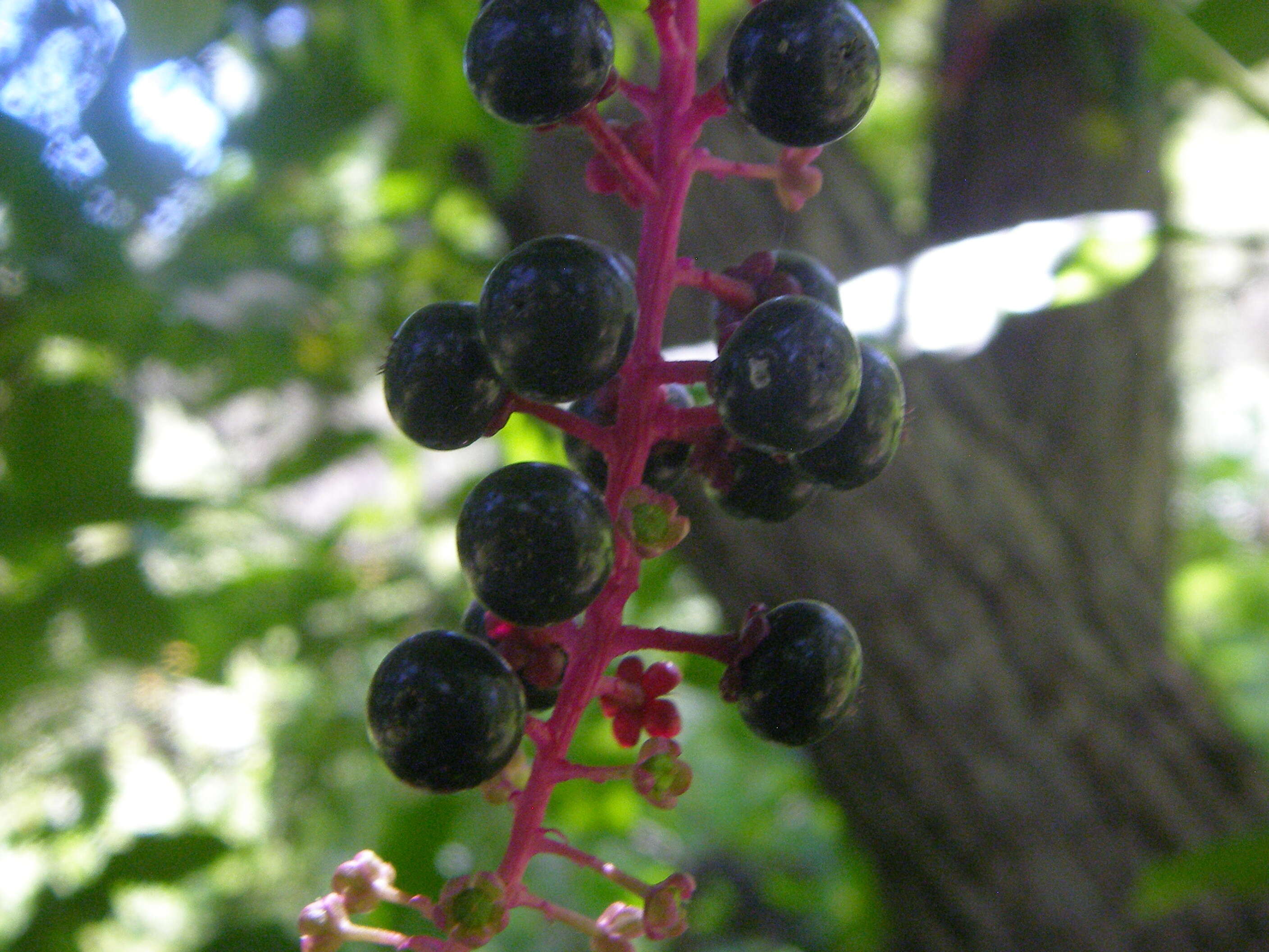 Image of pokeweed