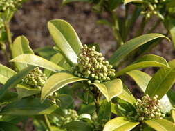 Image of Skimmia