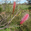 Imagem de Grevillea petrophiloides subsp. magnifica Mc Gill.