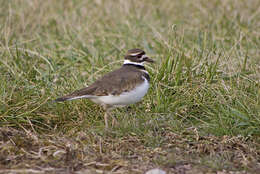 Image of Charadrius Linnaeus 1758