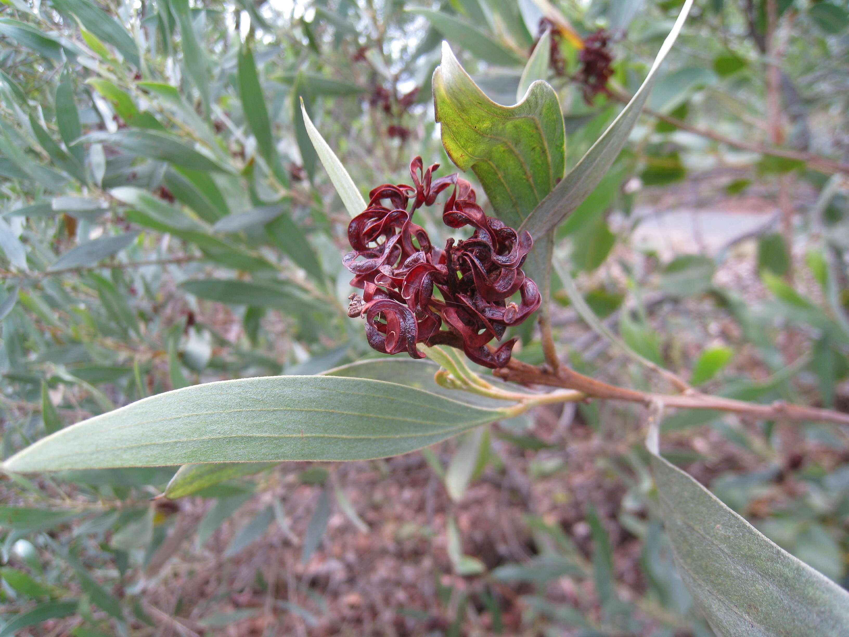 Image of candelabra wattle