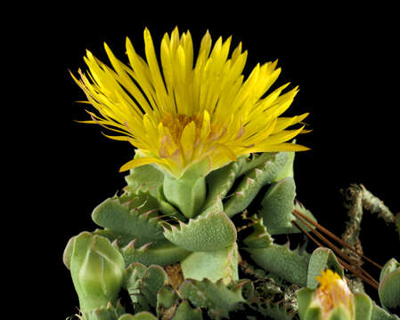 Image of Faucaria